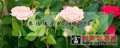 养玫瑰花的正确方法