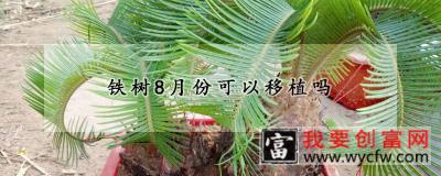 铁树8月份可以移植吗