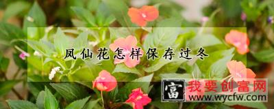 凤仙花怎样保存过冬