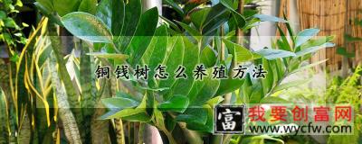 铜钱树怎么养殖方法