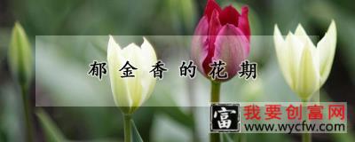 郁金香的花期