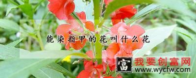 能染指甲的花叫什么花