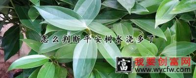 怎么判断平安树水浇多了