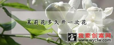 茉莉花多久开一次花