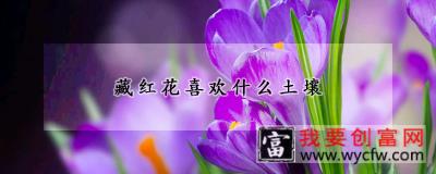 藏红花喜欢什么土壤