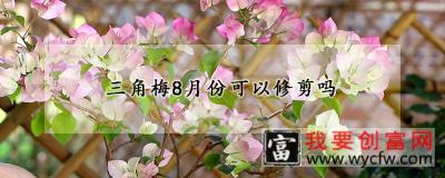 三角梅8月份可以修剪吗