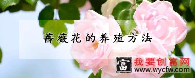 蔷薇花的养殖方法