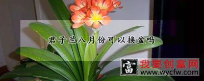 君子兰八月份可以换盆吗