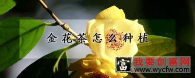 金花茶怎么种植