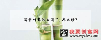 富贵竹长的太高了,怎么修?