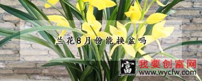 兰花8月份能换盆吗