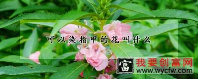 可以染指甲的花叫什么