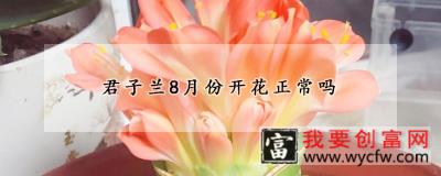 君子兰8月份开花正常吗