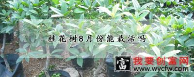 桂花树8月份能栽活吗