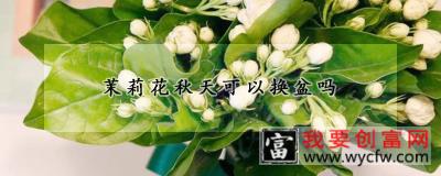 茉莉花秋天可以换盆吗