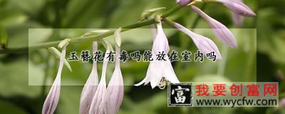 玉簪花有毒吗能放在室内吗