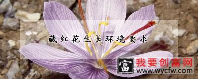 藏红花生长环境要求