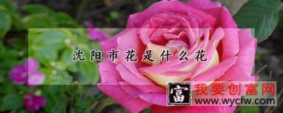 沈阳市花是什么花