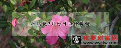 杜鹃花9月份可以修剪吗