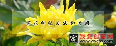 菊花<a href=https://www.wycfw.com/e/tags/?tagid=232 target=_blank class=infotextkey>种植方法</a>和时间