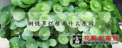 铜钱草烂根是什么原因