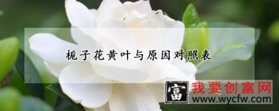 栀子花黄叶与原因对照表