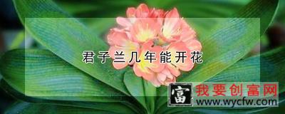 君子兰几年能开花