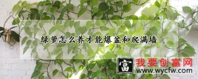 绿萝怎么养才能爆盆和爬满墙