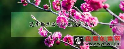 夏季梅花落叶还能长出来吗