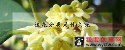 桂花分类是什么呢