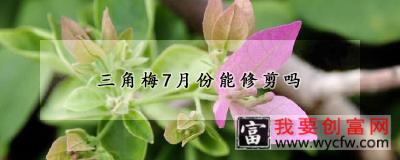 三角梅7月份能修剪吗