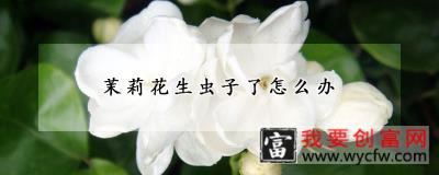 茉莉花生虫子了怎么办