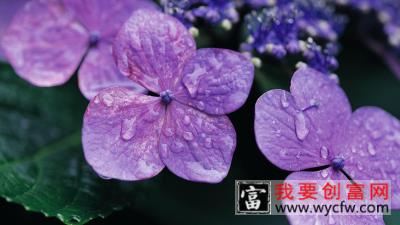 紫罗兰的品种分类