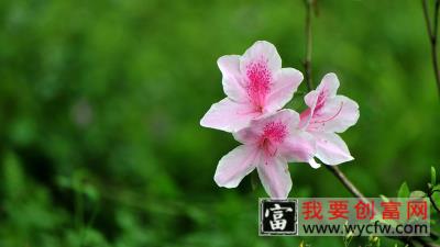 杜鹃花花后怎样修剪