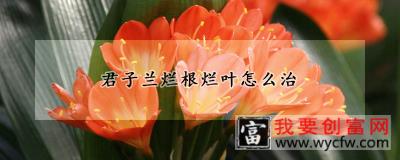 君子兰烂根烂叶怎么治