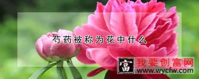 芍药被称为花中什么