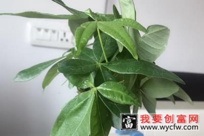 怎么养发财树才能叶子茂盛