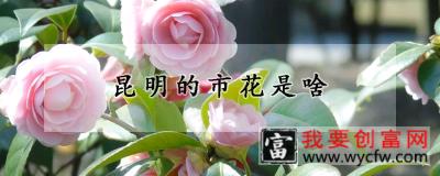 昆明的市花是啥