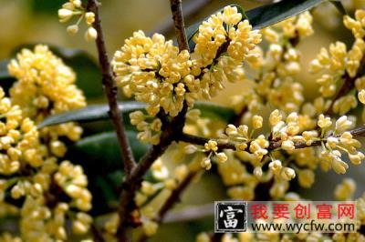 家里养桂花风水好吗 家里养桂花风水有哪些讲究