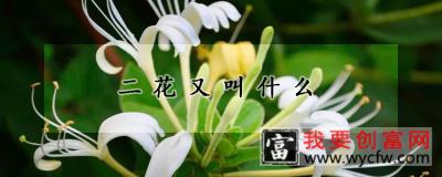 二花又叫什么