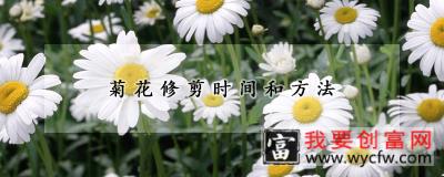 菊花修剪时间和方法