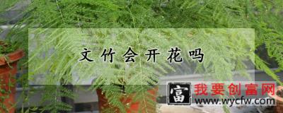 文竹会开花吗