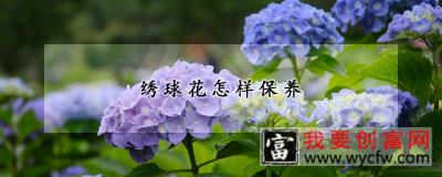 绣球花怎样保养