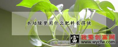 水培绿萝用什么肥料长得快