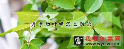 月季切叶蜂怎么防治