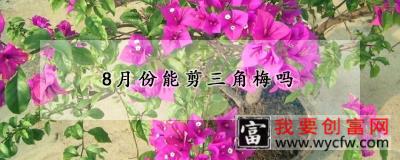 8月份能剪三角梅吗