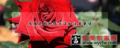 玫瑰花的<a href=https://www.wycfw.com/e/tags/?tagid=232 target=_blank class=infotextkey>种植方法</a>和注意事项