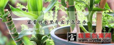 富贵竹水里有虫子怎么办