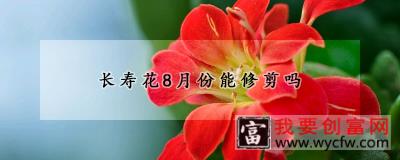 长寿花8月份能修剪吗