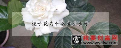 栀子花为什么爱生虫子